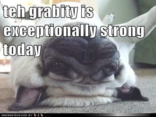  photo funny-dog-pictures-teh-grabity-is-exceptionally-strong-today.jpg