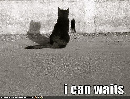  photo funny-pictures-cat-waits-outside-of.jpg