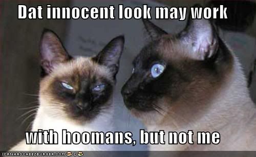  photo funny-pictures-cats-innocent-look-d.jpg