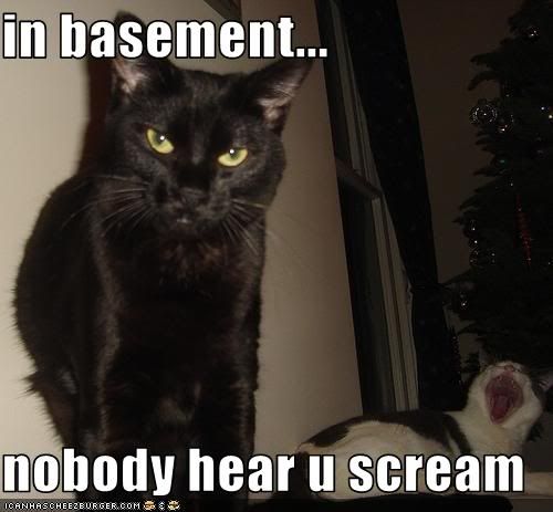  photo Cfunny-pictures-basement-cat-makes-.jpg