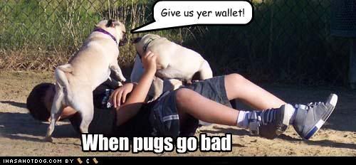  photo funny-dog-pictures-give-us-yer-wallet.jpg