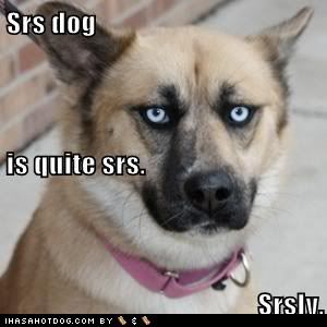  photo funny-dog-pictures-srs-dog-is-quite-srs-srsly.jpg