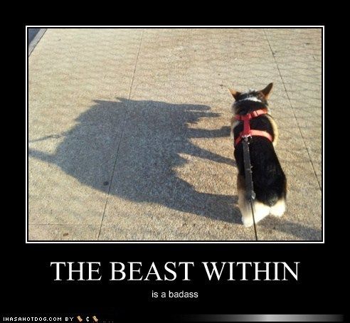  photo funny-dog-pictures-the-beast-within.jpg