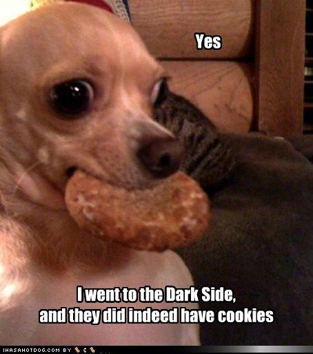  photo funny-dog-pictures-the-cookies-are-not-a-lie.jpg