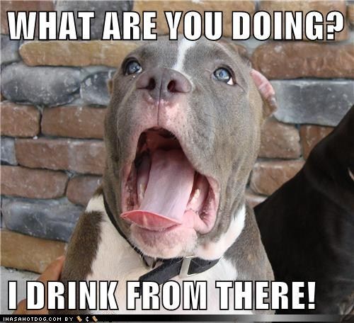  photo funny-dog-pictures-what-are-you-doing-i-drink-from-there.jpg