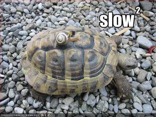  photo funny-pictures-a-snail-rides-a-turt.jpg