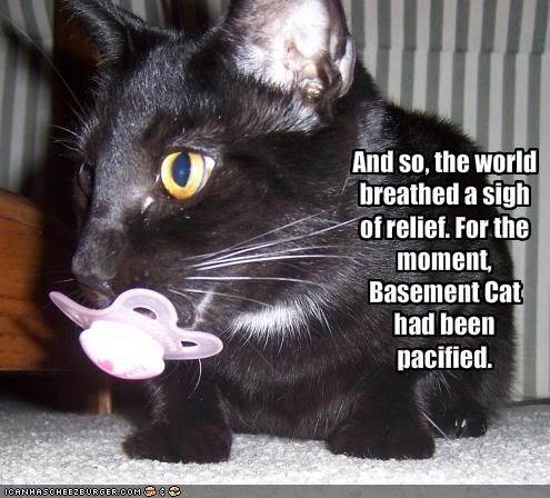  photo funny-pictures-basement-cat-is-paci.jpg