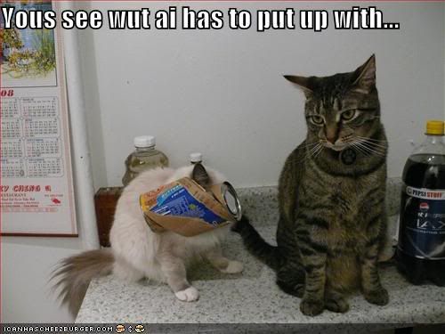  photo funny-pictures-cat-complains-about-.jpg
