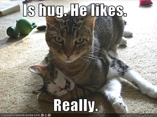  photo funny-pictures-cat-gives-hug.jpg