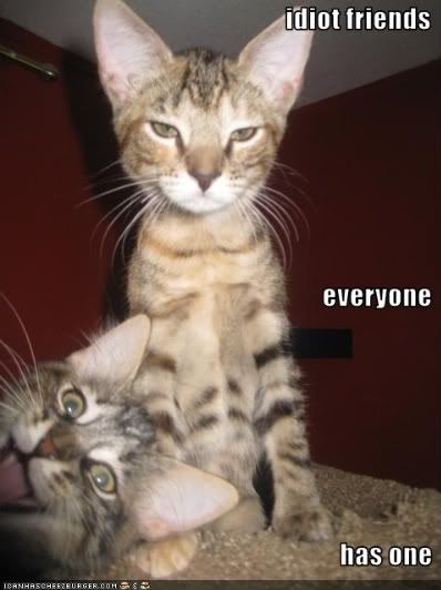  photo funny-pictures-cat-has-idiot-fri-1.jpg