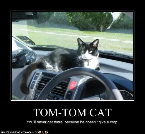  photo funny-pictures-cat-is-in-car.jpg