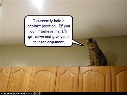  photo funny-pictures-cat-on-cabinet-1.jpg