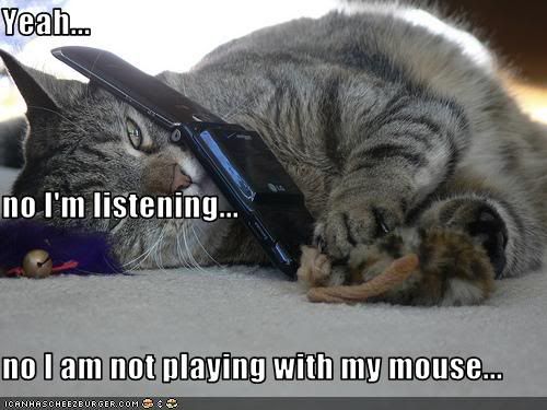 funny-pictures-cat-plays-while-on-p.jpg
