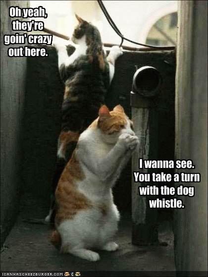 funny-pictures-cats-tease-dogs-with.jpg