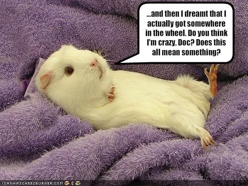  photo funny-pictures-guinea-pig-has-stran.jpg
