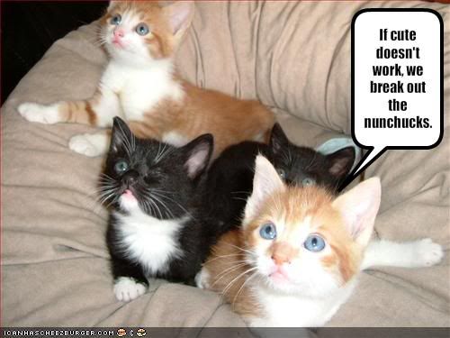  photo funny-pictures-these-kittens-will-u.jpg