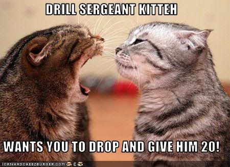  photo funny-pictures-this-cat-is-a-drill-.jpg