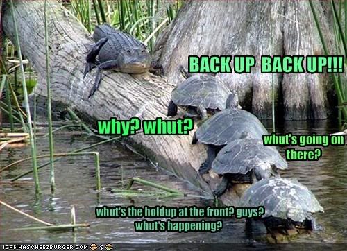 funny-pictures-turtles-run-into-an-.jpg