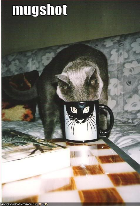  photo funny-pictures-your-cat-has-a-mugsh.jpg
