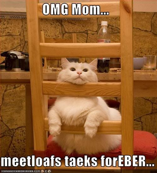  photo funny-pictures-cat-waits-for-meatlo_zpsz0evrtfv.jpg