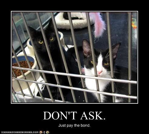  photo funny-pictures-cats-are-in-jail_zps1ulrnfix.jpg