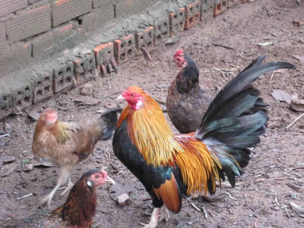 Chuyên gà Tre đá Bến Tre [ cập nhật thường xuyên] - 2