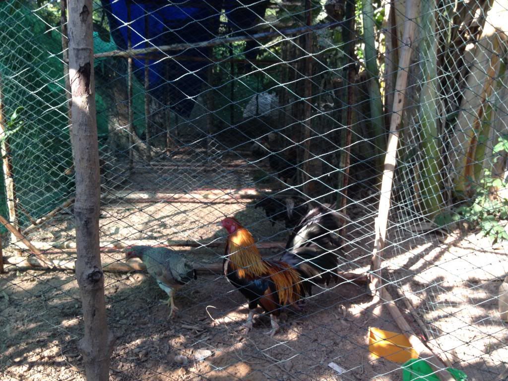 Chuyên gà Tre đá Bến Tre [ cập nhật thường xuyên] - 3