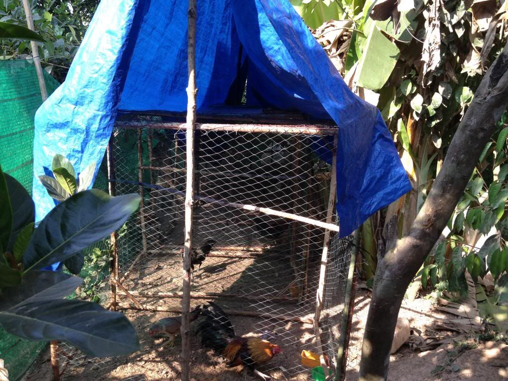 Chuyên gà Tre đá Bến Tre [ cập nhật thường xuyên] - 4