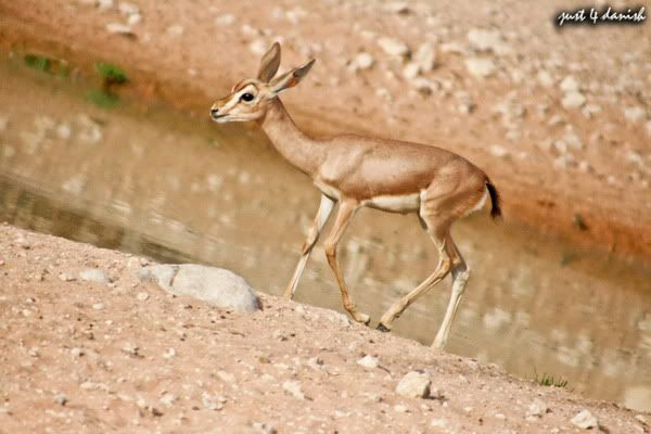 Al Ain Zoo Pictures Al Ain Zoo Pictures
