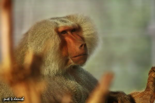 Al Ain Zoo Pictures Al Ain Zoo Pictures