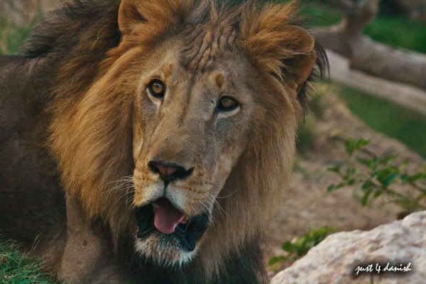 Al Ain Zoo Pictures Al Ain Zoo Pictures