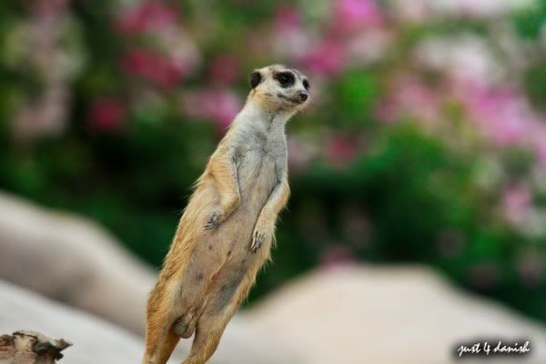 Al Ain Zoo Pictures Al Ain Zoo Pictures