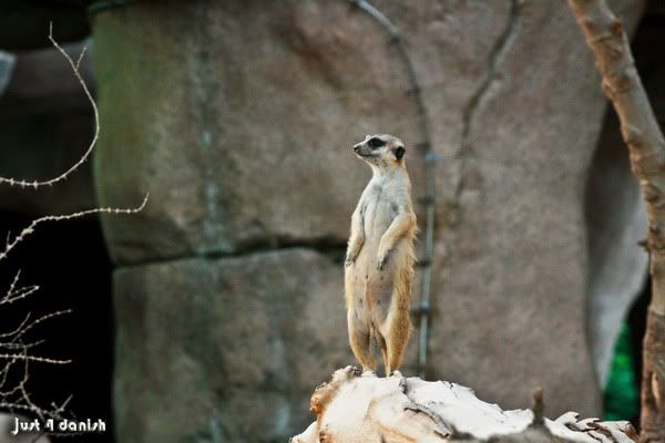 Al Ain Zoo Pictures Al Ain Zoo Pictures