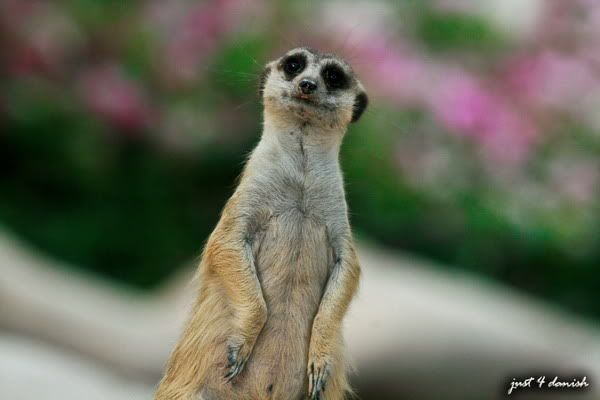 Al Ain Zoo Pictures Al Ain Zoo Pictures