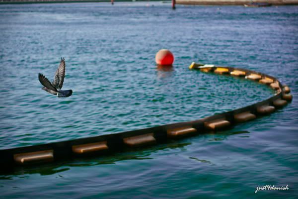 Back to nest !!! Back to nest !!!