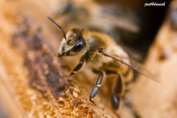 Honey Bees !!!