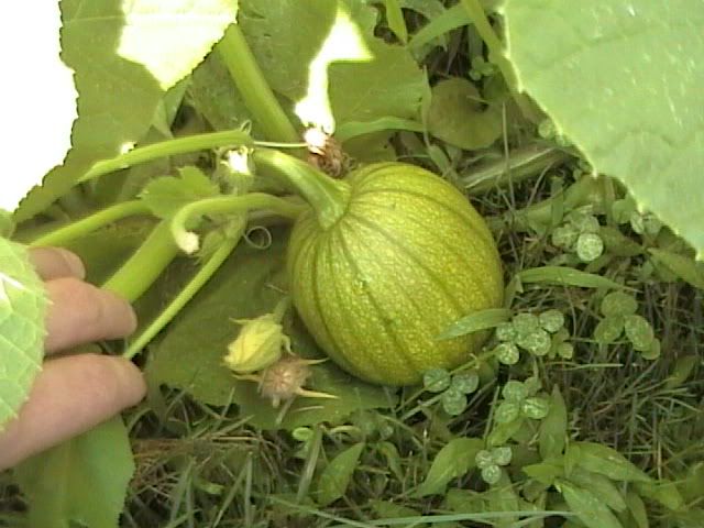 Volunteer Squash