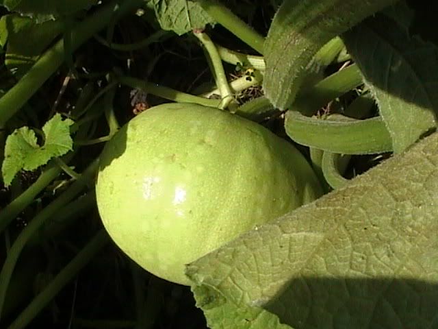 Another volunteered squash