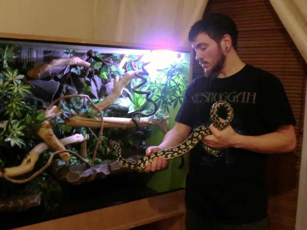 Jungle Carpet Python Custom Vivarium (lots of pics). Reptile Forums