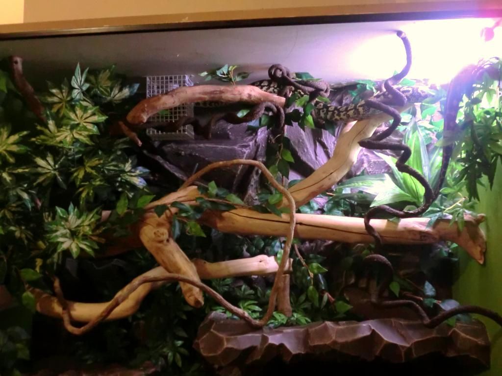 Jungle Carpet Python Custom Vivarium (lots of pics). Reptile Forums