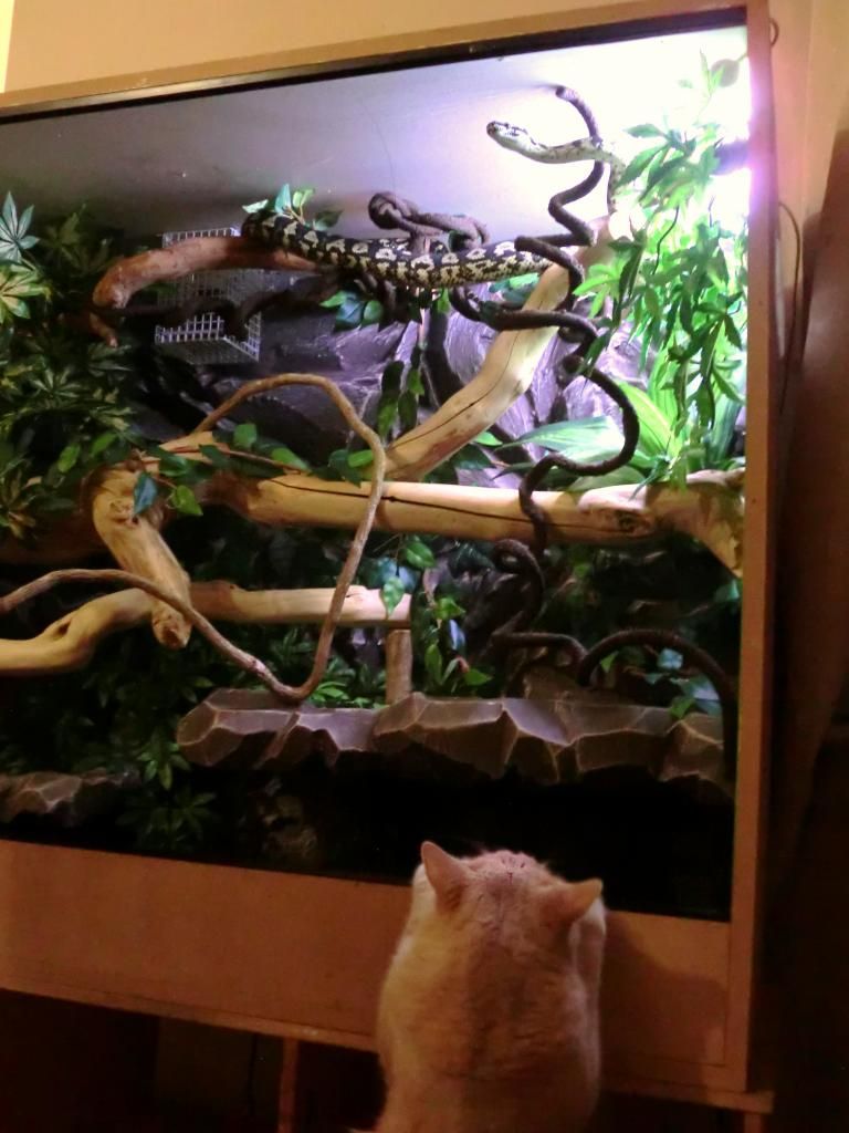 Jungle Carpet Python Custom Vivarium (lots of pics). Reptile Forums