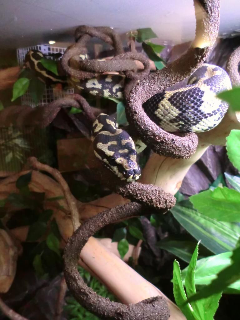 Jungle Carpet Python Custom Vivarium (lots of pics). Reptile Forums