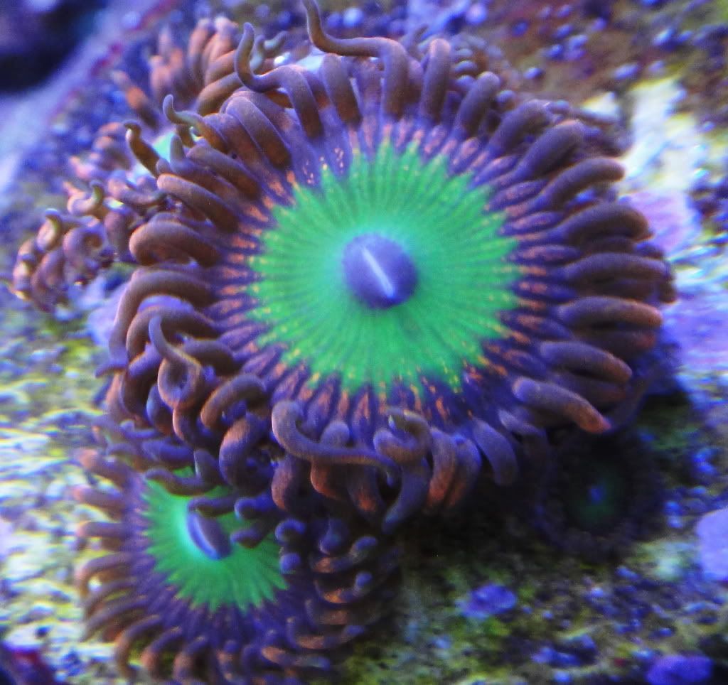 DSC00331 - U-Pick Giveaway - sponsored by Zoa Collector