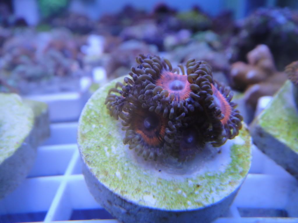 DSC00926 - What are you bringing to the 2012 Lansing Michigan Coral Expo and Swap?