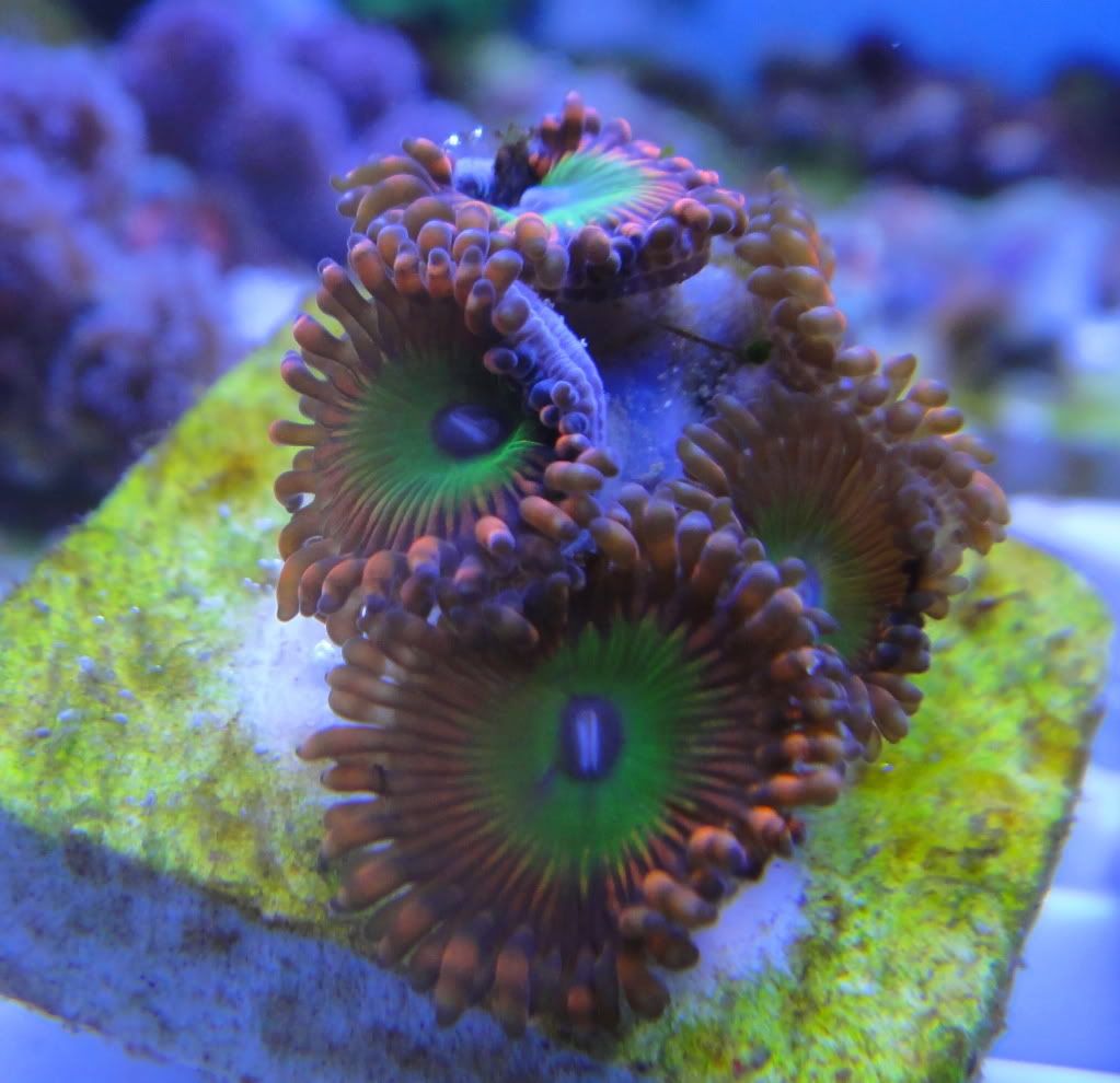 DSC00927 - What are you bringing to the 2012 Lansing Michigan Coral Expo and Swap?