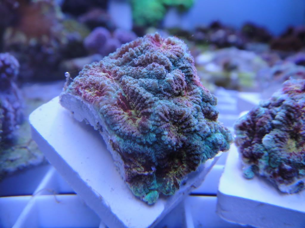DSC00934 - What are you bringing to the 2012 Lansing Michigan Coral Expo and Swap?