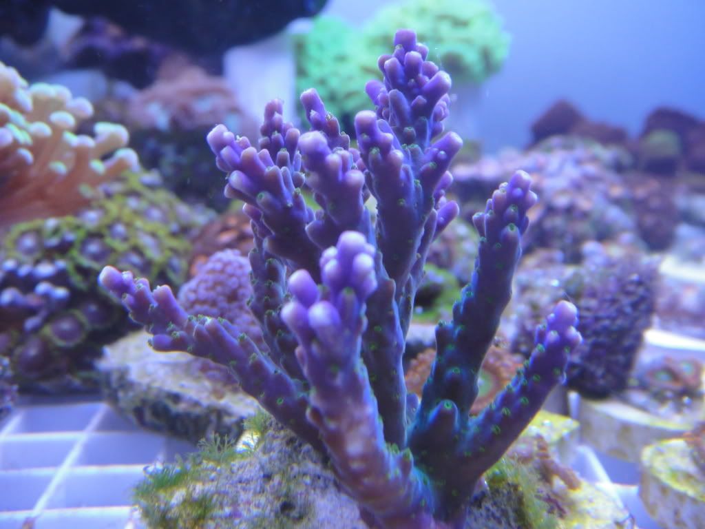 DSC00952 - What are you bringing to the 2012 Lansing Michigan Coral Expo and Swap?