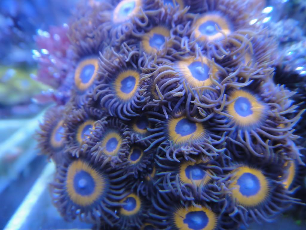 swapphotos025 - U-Pick Giveaway - sponsored by Zoa Collector