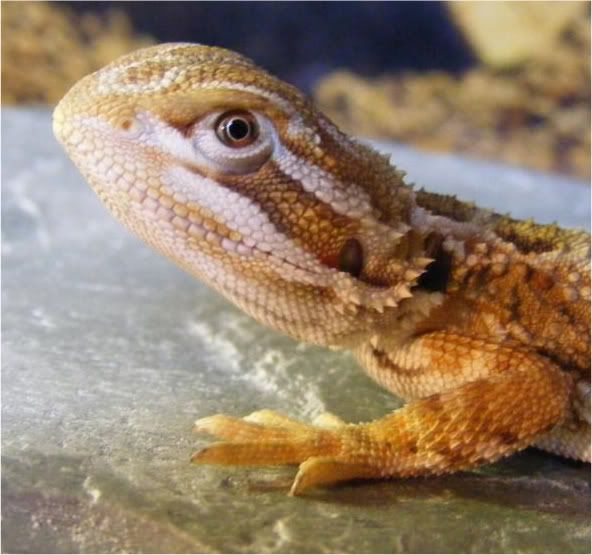 Viv webcam Reptile Forums