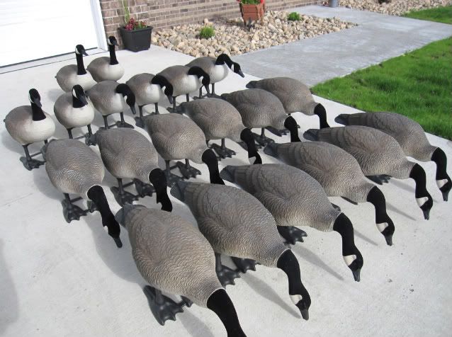 Goose Decoys For Sale >> Good Bigfoot Canada Goose Decoys For Sale Goose Decoys For Sale >> Good Bigfoot Canada Goose Decoys For Sale